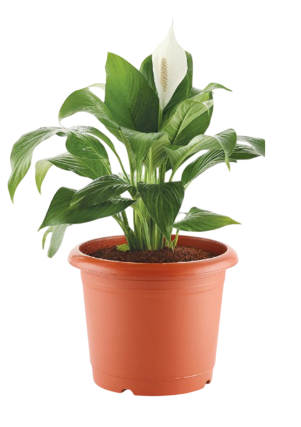 odoo-prod-45292-featured-0